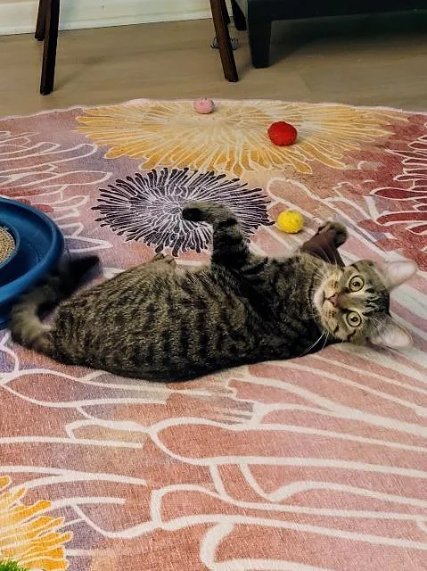 Miss Piggy thumbnail 2