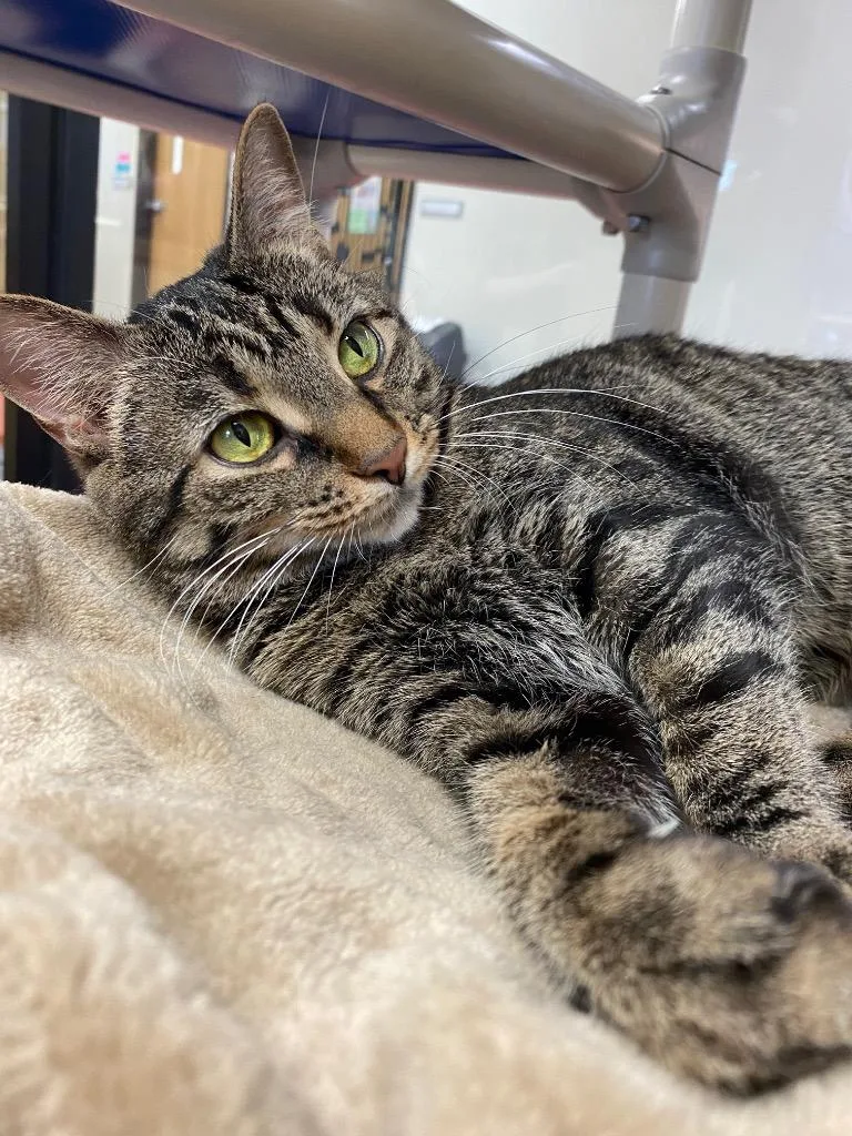 Miss Piggy thumbnail 4