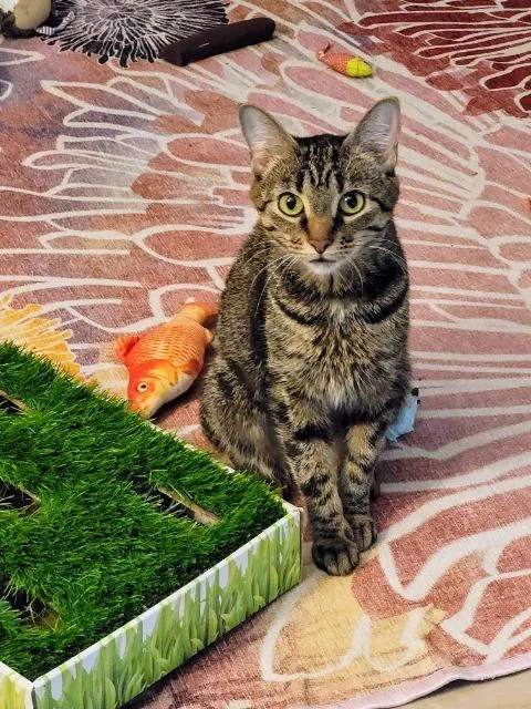 Miss Piggy thumbnail 5