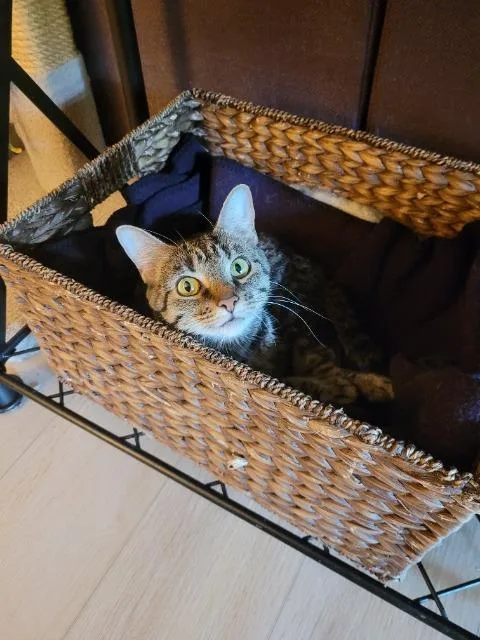 Miss Piggy thumbnail 6