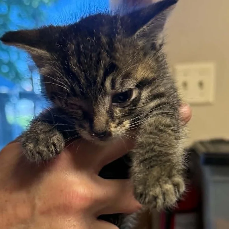 A baby small-sized male Black Domestic Short Hair cat named Surfside for adoption in Stephenville, TX