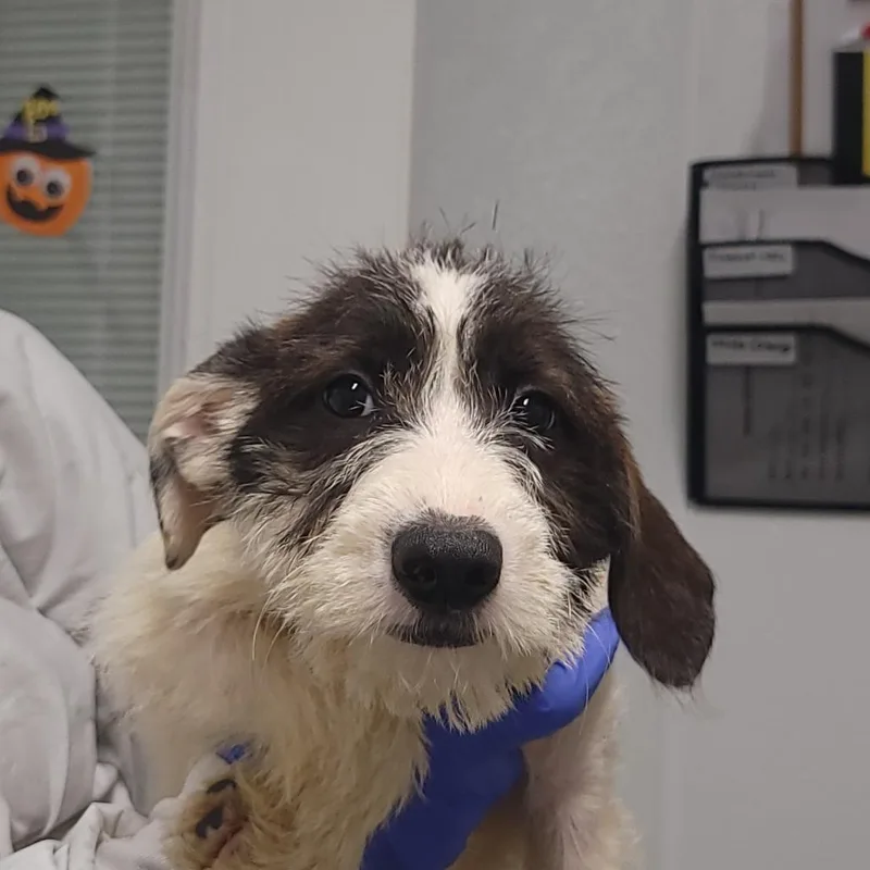 Oak Fka Gretchen thumbnail 2