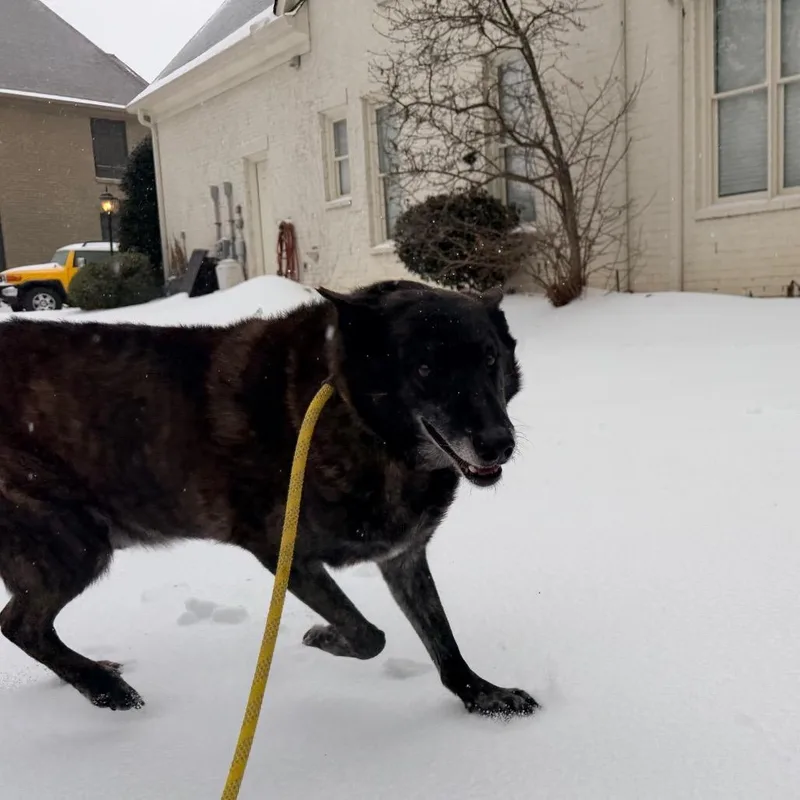 King Tut thumbnail 2