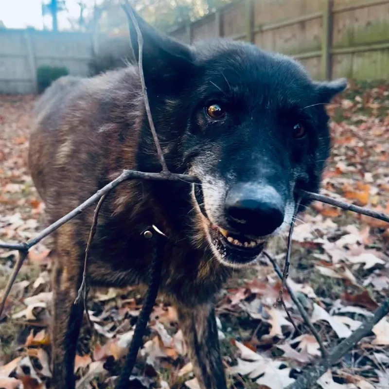 King Tut thumbnail 3