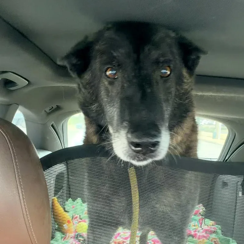 King Tut thumbnail 4