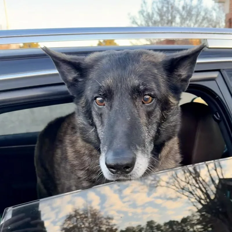 King Tut thumbnail 5