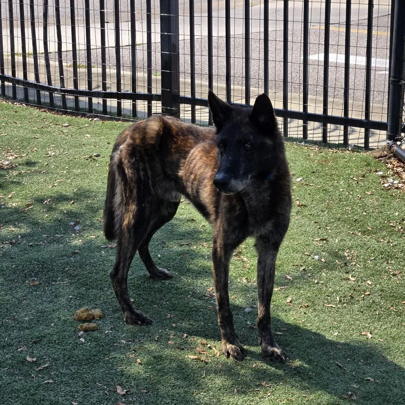 King Tut thumbnail 6