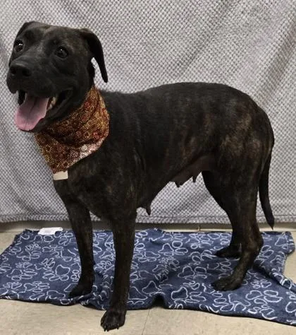 A young medium-sized female Brindle Mixed Breed dog named Coraline for adoption in Hamilton, OH
