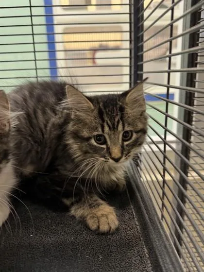 A young small-sized female Domestic Medium Hair cat named Pelican for adoption in Vero Beach, FL
