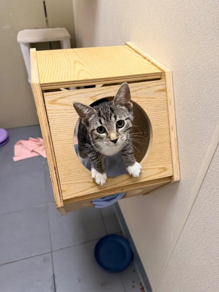A baby medium-sized female Domestic Short Hair cat named Whitley for adoption in Pottsville, PA