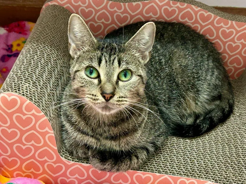A young small-sized female Tabby (Brown / Chocolate) Domestic Short Hair cat named Marlowe for adoption in Raleigh, NC
