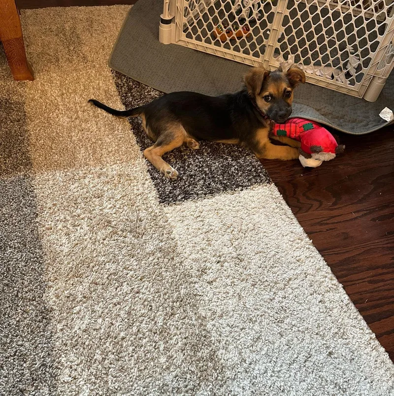 A baby medium-sized female German Shepherd Dog dog named Hibiscus for adoption in Pflugerville, TX