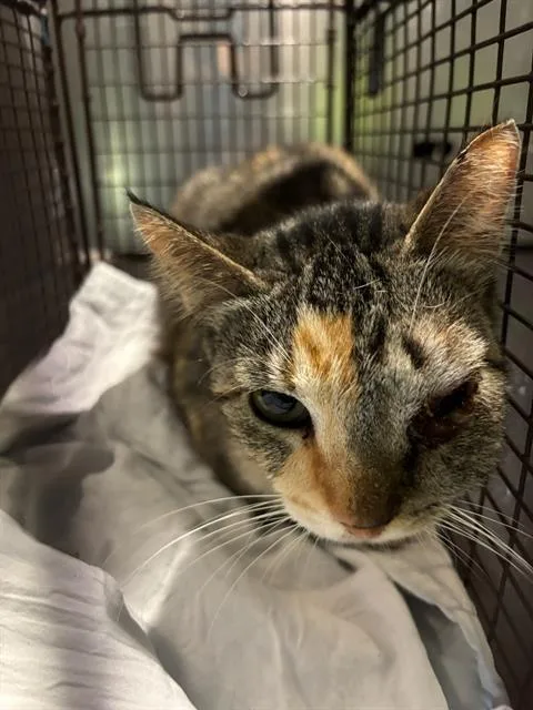 An adult medium-sized female Domestic Short Hair cat named Tyra Banks for adoption in San Antonio, TX