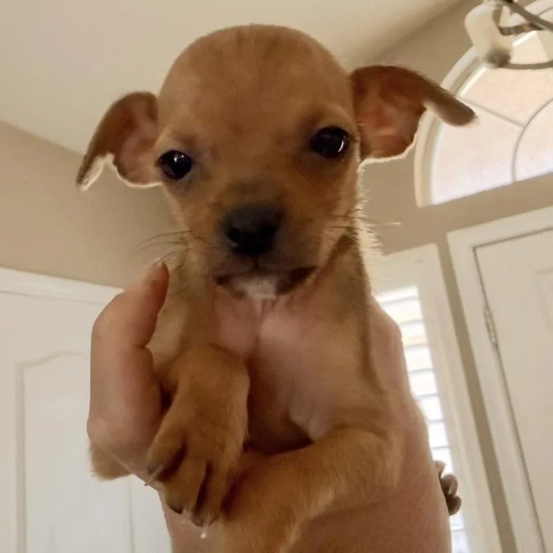 A baby small-sized male Yellow / Tan / Blond / Fawn Chihuahua dog named Chubs for adoption in Las Vegas, NV