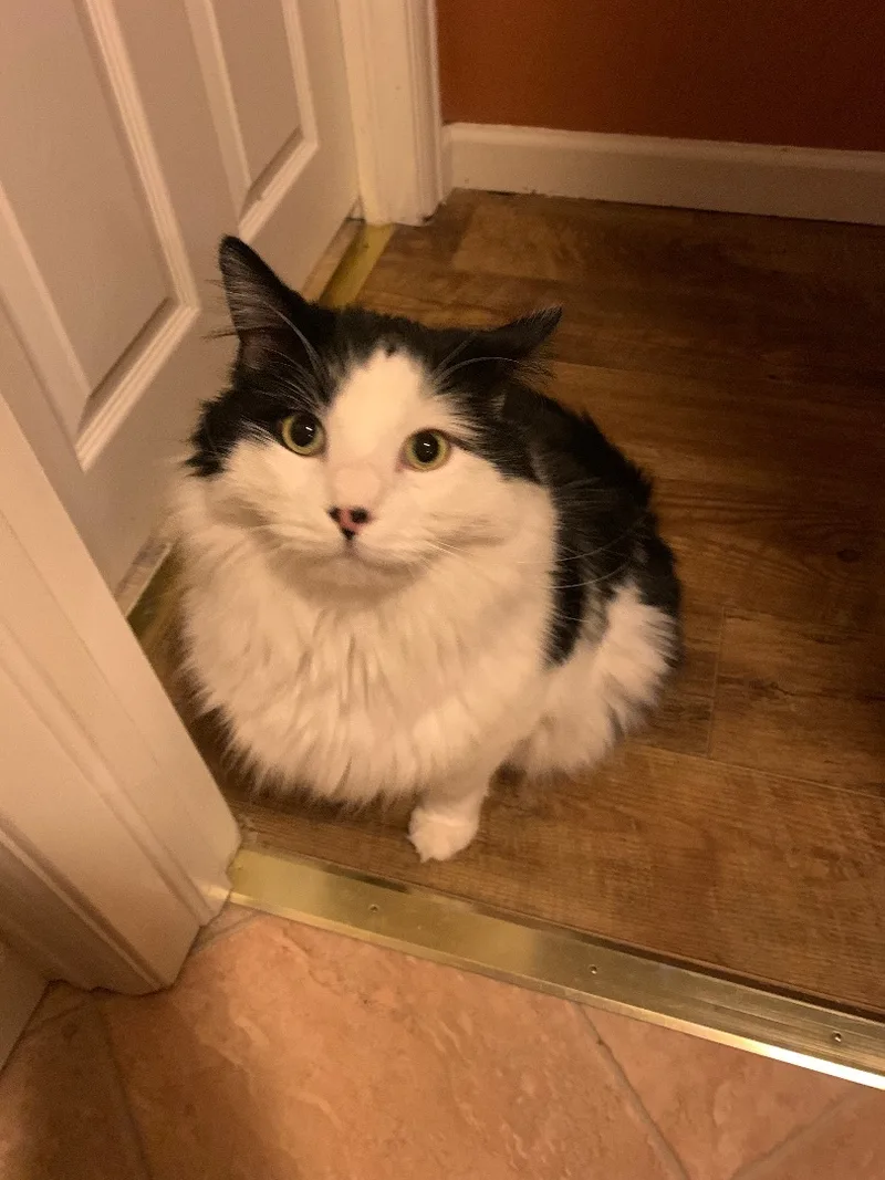 An adult extra large-sized male Black & White / Tuxedo Domestic Long Hair cat named Littlefoot for adoption in Rawlins, WY