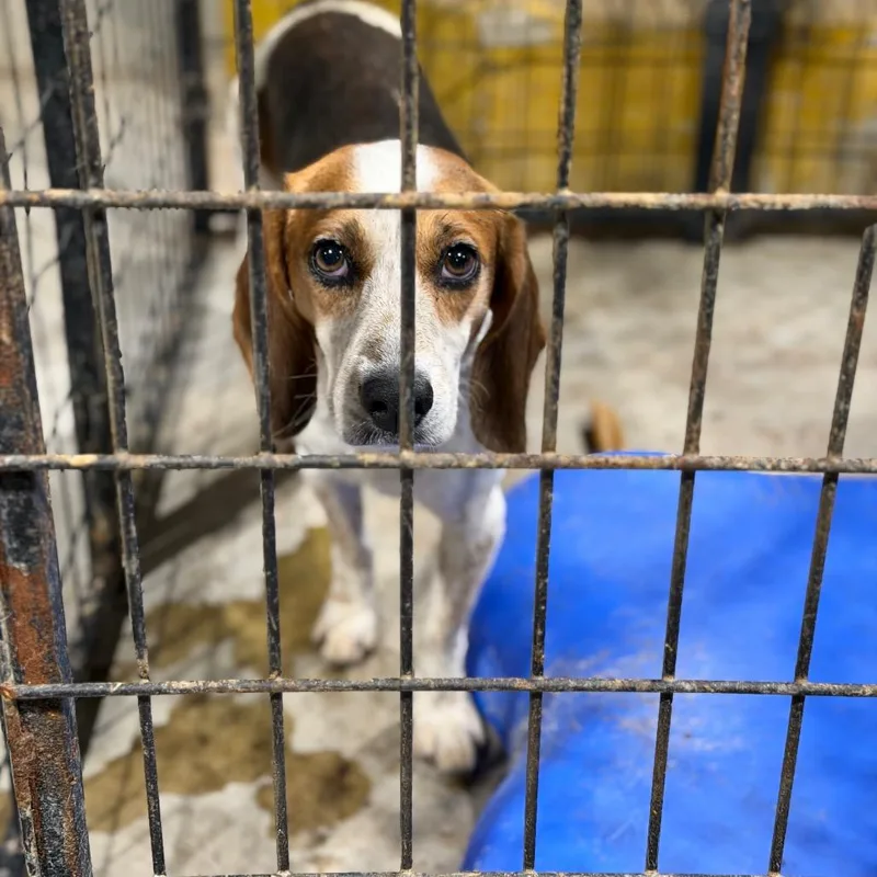 An adult medium-sized male Beagle dog named Ricky for adoption in Fort Smith, AR
