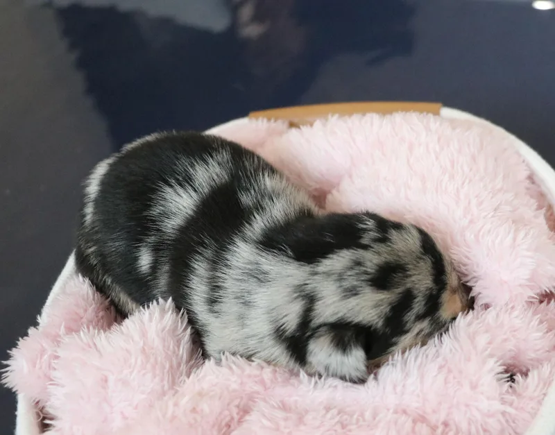 A baby medium-sized female Tricolor (Brown, Black, & White) Mixed Breed dog named Alberta for adoption in Pflugerville, TX