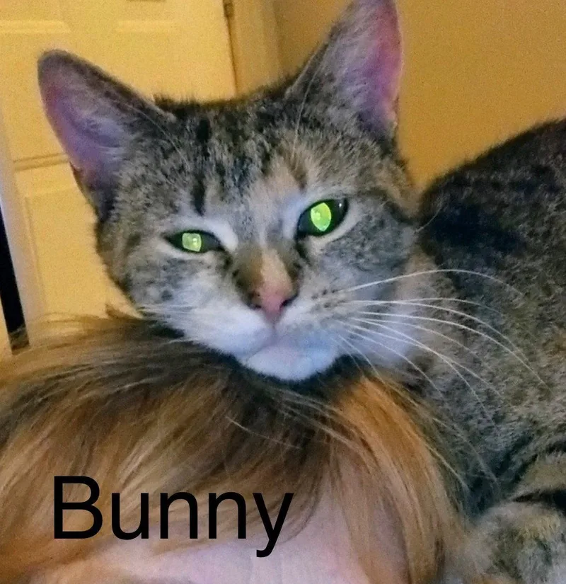 Bunny thumbnail 2