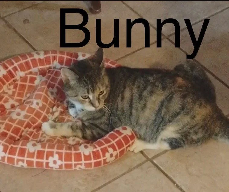 Bunny thumbnail 3