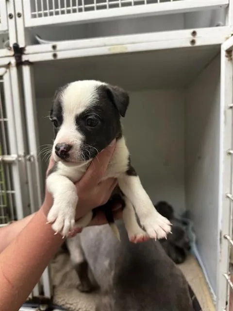 A baby medium-sized female Black Pit Bull Terrier dog named Crockpot for adoption in Mansfield, OH
