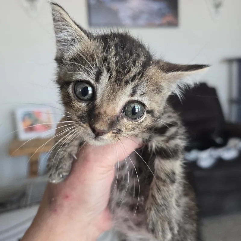 A baby small-sized female Brown / Chocolate Domestic Short Hair cat named Taylor for adoption in Midland, TX