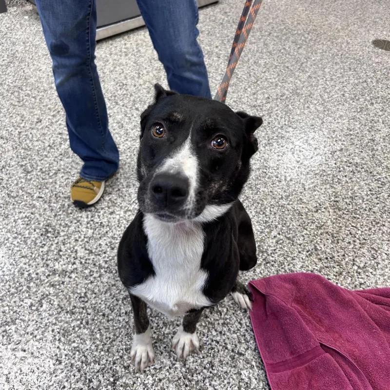 An adult medium-sized female Black Labrador Retriever dog named Midnight for adoption in Morganton, NC