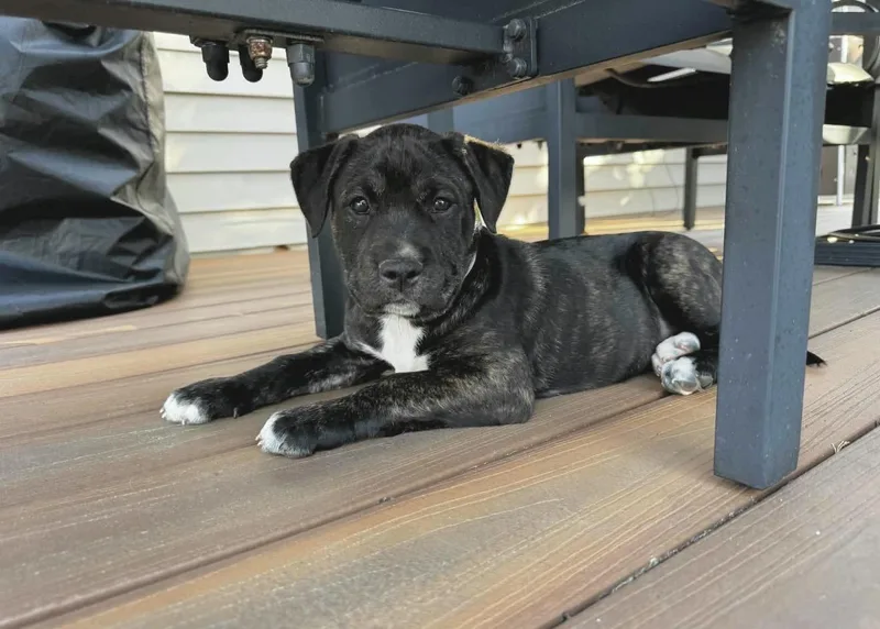A baby large-sized male American Staffordshire Terrier dog named Schroeder for adoption in Huntingtown, MD