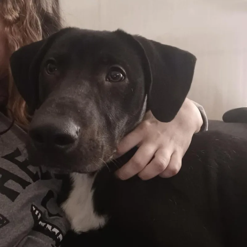 A young medium-sized male Black Labrador Retriever dog named Fido for adoption in Olathe, KS