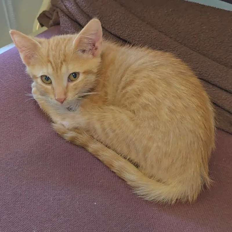 A baby small-sized female Domestic Medium Hair cat named Jacolyn for adoption in League City, TX