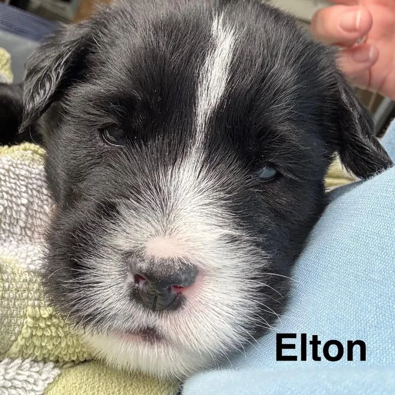 Elton thumbnail 3