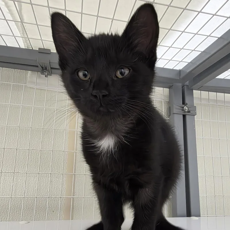 A baby small-sized male Domestic Short Hair cat named Sandwich for adoption in Oshkosh, WI