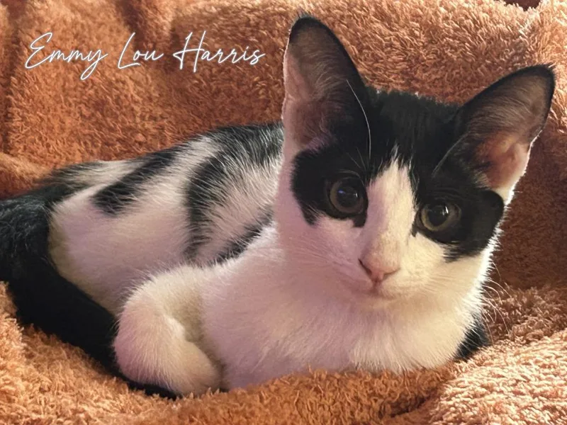 Emmylou Harris thumbnail 2