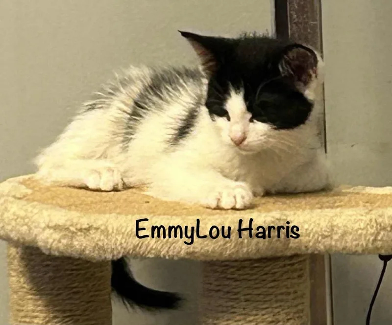 Emmylou Harris thumbnail 3