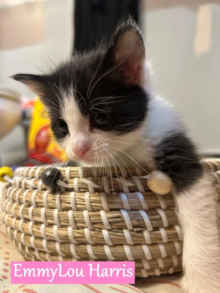 Emmylou Harris thumbnail 4