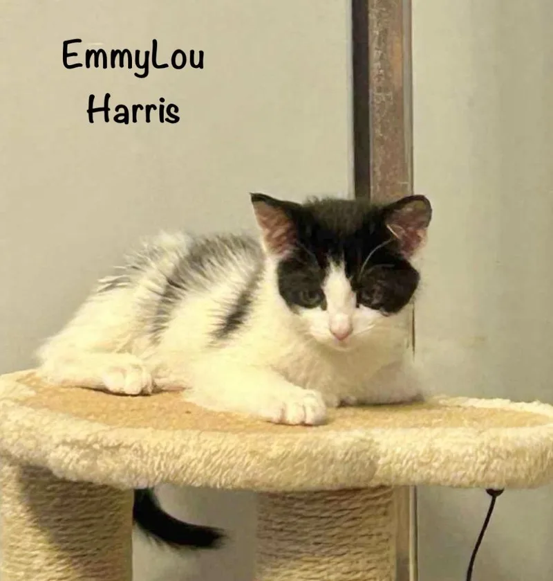 Emmylou Harris thumbnail 5