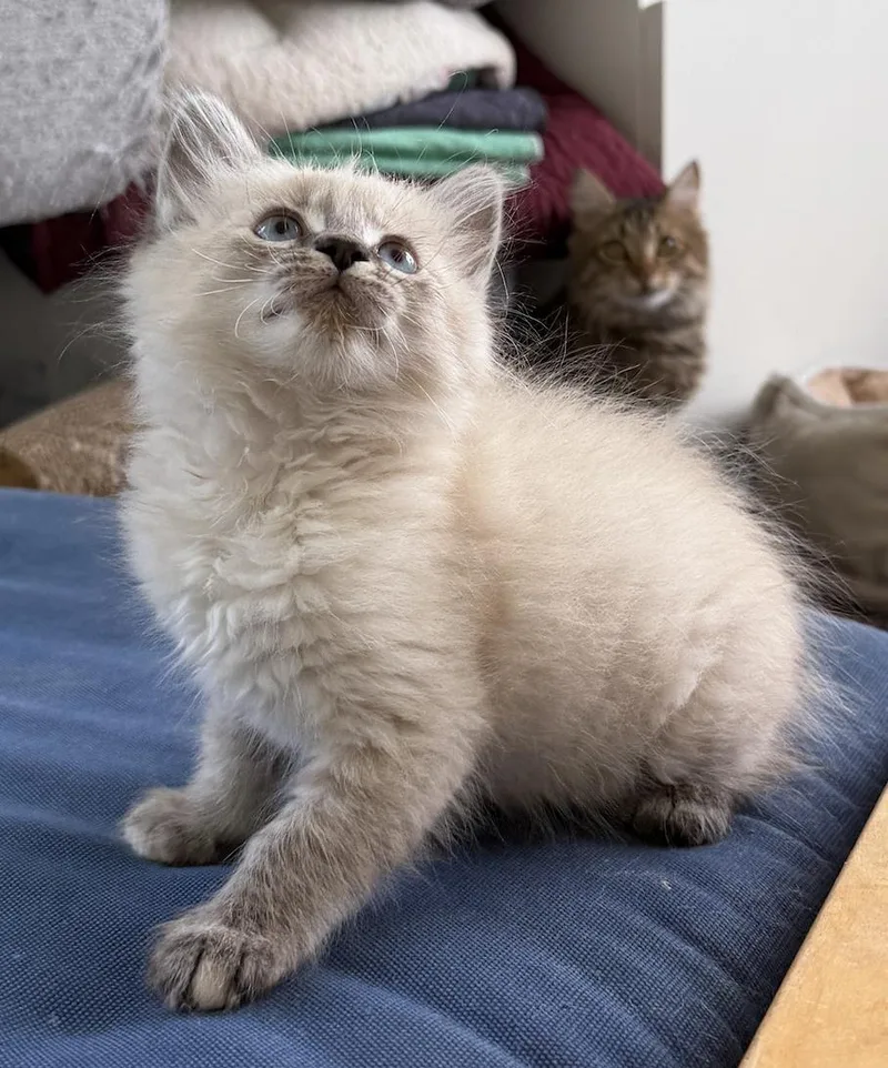 A baby small-sized female Cream / Ivory Domestic Medium Hair cat named Yuki for adoption in Davis, CA