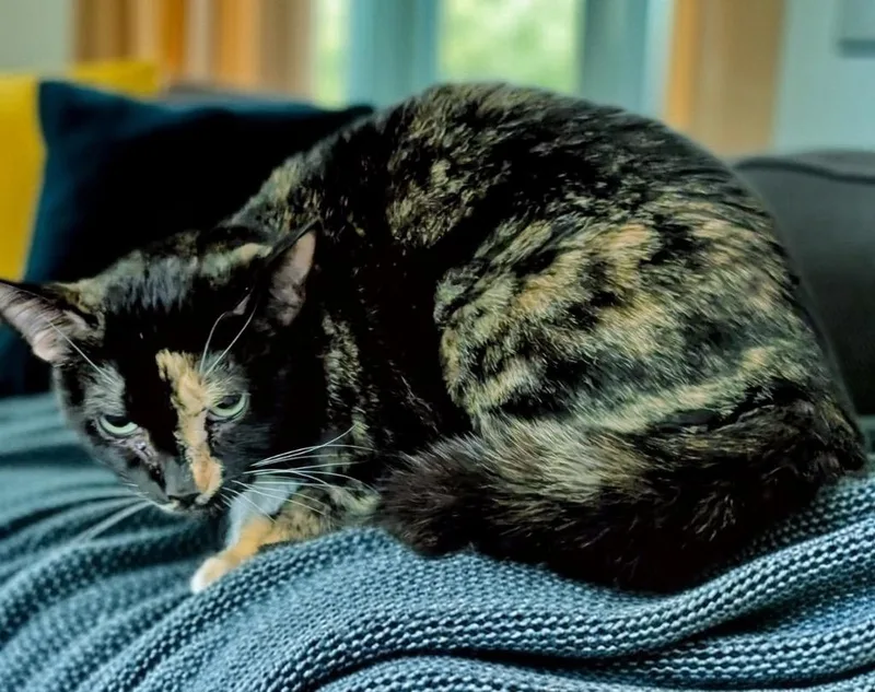 Shelly