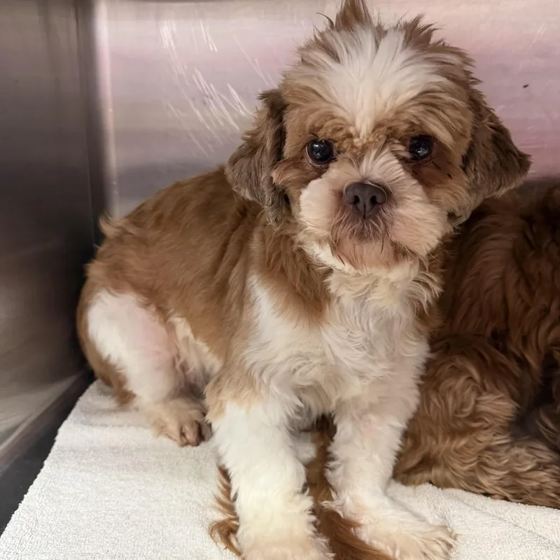 An adult small-sized female Shih Tzu dog named Kamay Bo Kay for adoption in Northbrook, IL