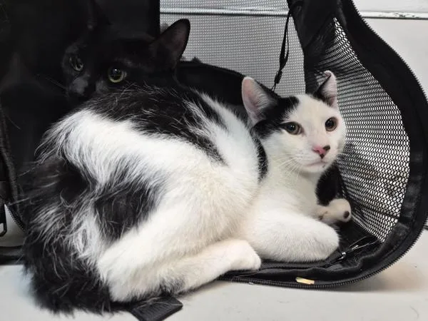 A baby medium-sized male Domestic Short Hair cat named Cappuccino for adoption in New York, NY