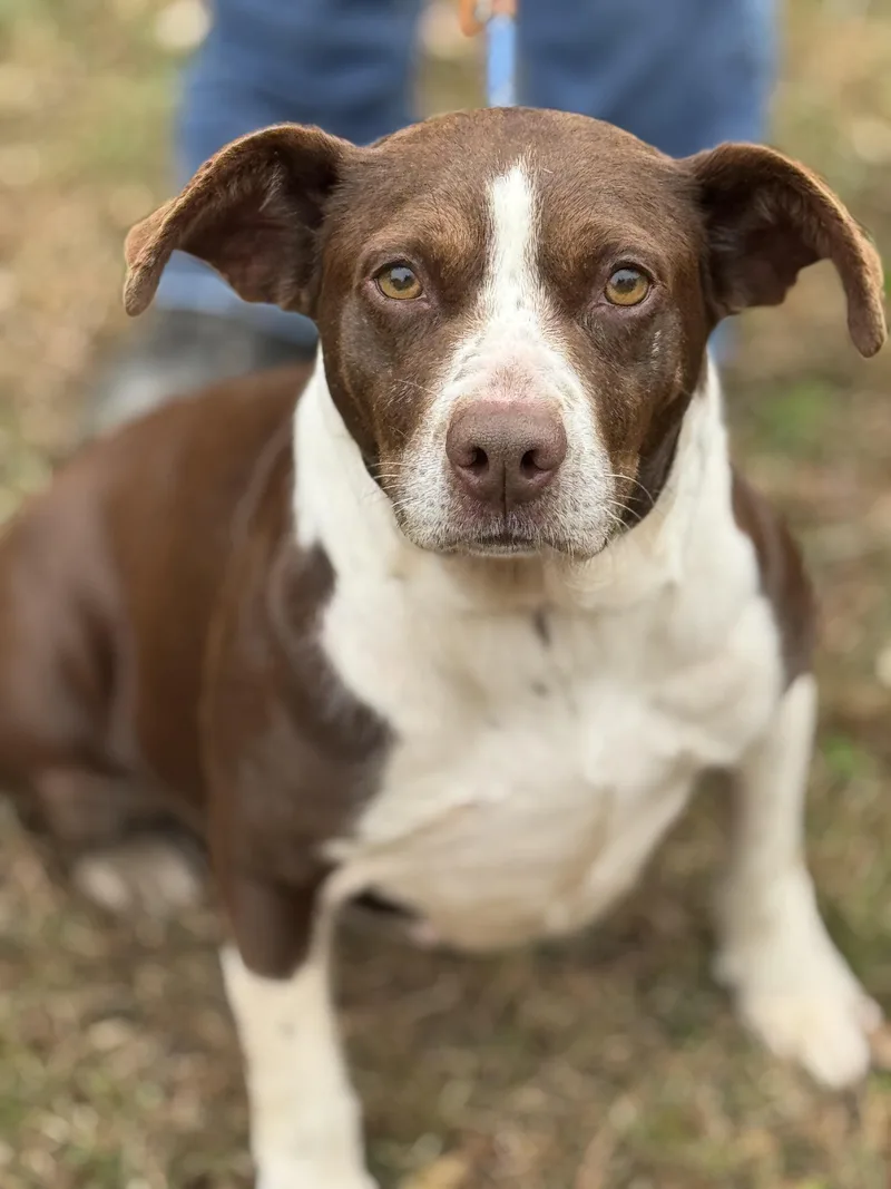 An adult medium-sized female Brown / Chocolate Terrier dog named Brownie for adoption in Meherrin, VA