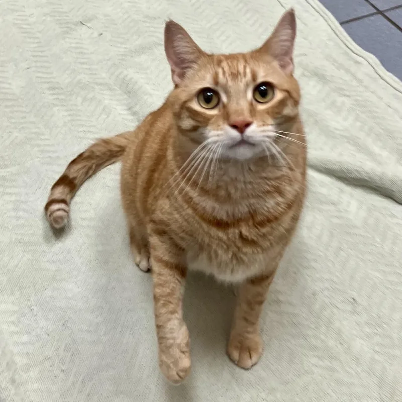 An adult small-sized male Orange / Red Domestic Short Hair cat named Bug Cozort for adoption in Merrifield, VA