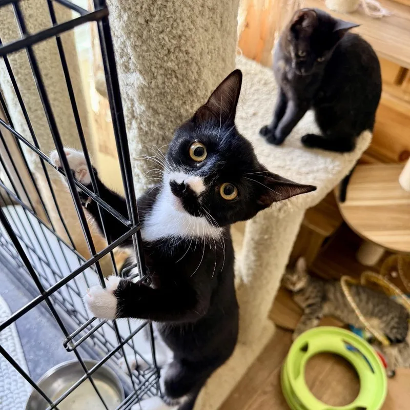 A baby small-sized female Black Domestic Short Hair cat named Selena for adoption in Los Angeles, CA