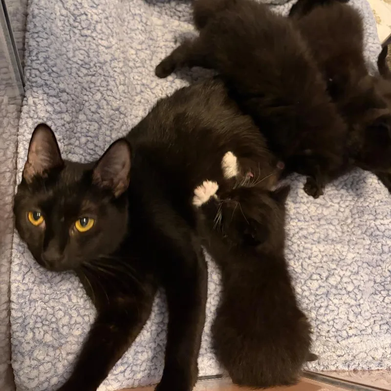 An adult small-sized female Black American Shorthair cat named Chyna for adoption in West Des Moines, IA