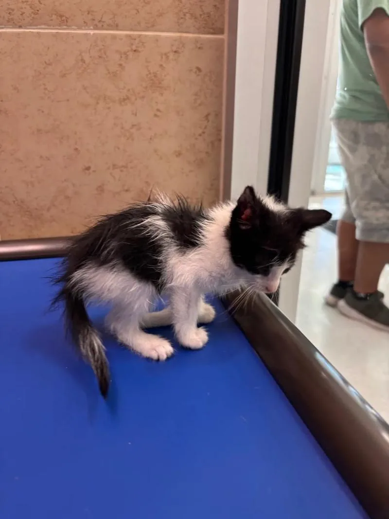 A young medium-sized male Black & White / Tuxedo Domestic Short Hair cat named Phineas for adoption in Hobbs, NM