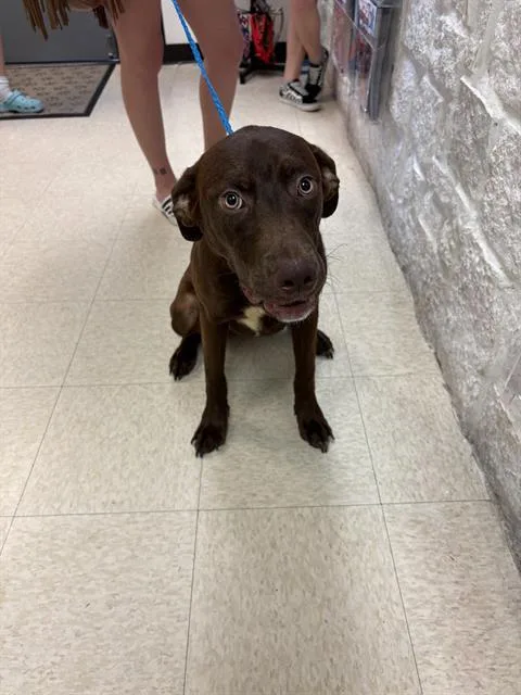 A young medium-sized female Labrador Retriever dog named Carina for adoption in Sugar Land, TX