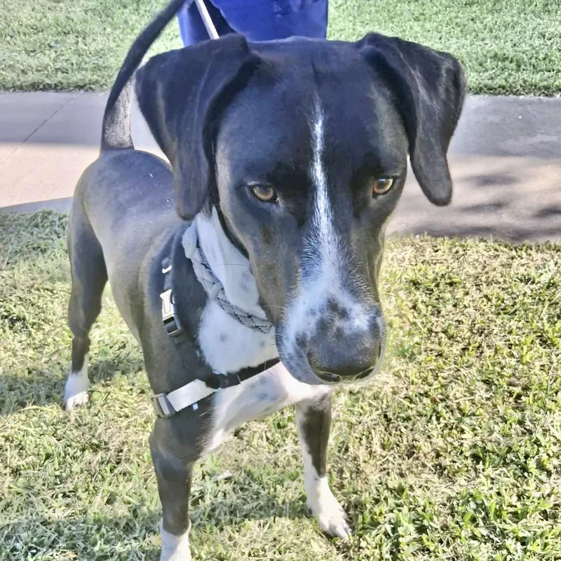 A young medium-sized male White / Cream Labrador Retriever dog named Cid for adoption in Austin, TX