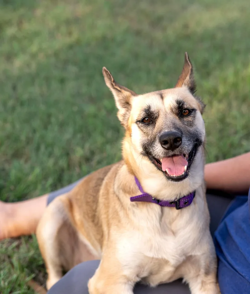 A young medium-sized female Yellow / Tan / Blond / Fawn German Shepherd Dog dog named Betsie for adoption in Magnolia, TX