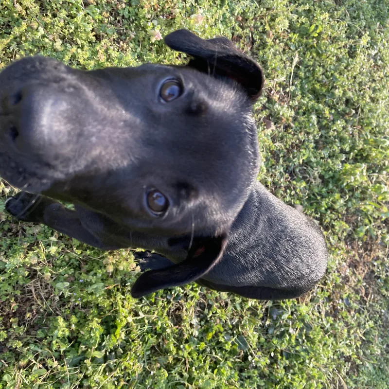 Beau  Southern Boy! thumbnail 2