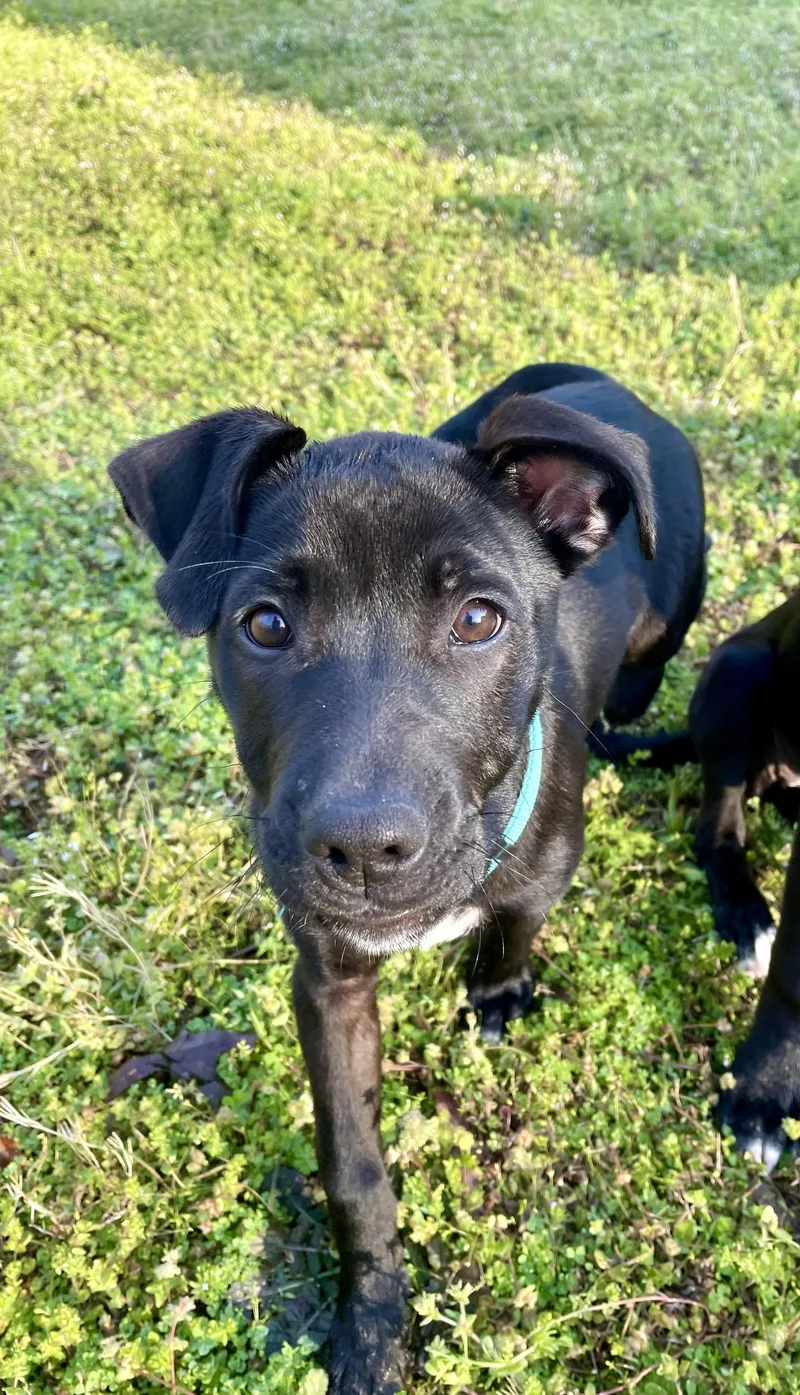 Beau  Southern Boy! thumbnail 3