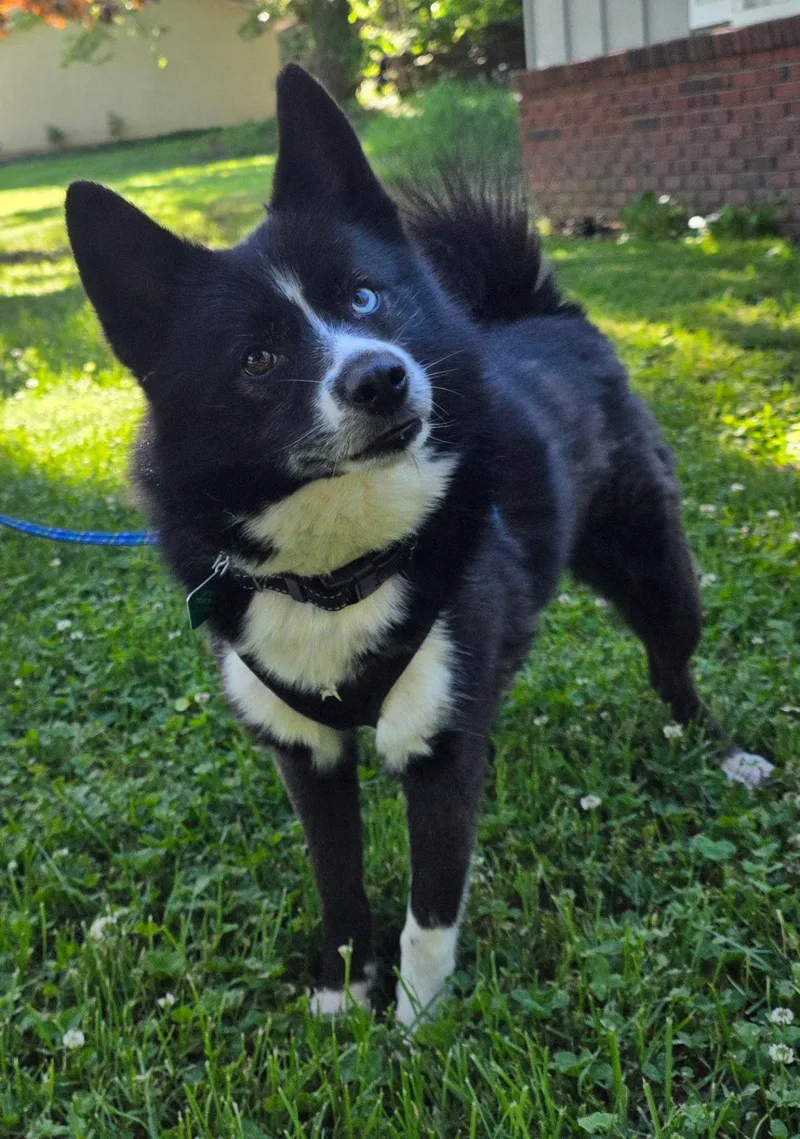 An adult medium-sized male Husky dog named Tigger for adoption in Oxford, MI